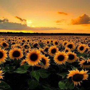 Meet your Posher, Em